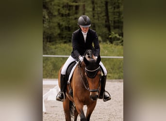 German Sport Horse, Gelding, 6 years, 16.3 hh, Brown