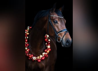 German Sport Horse, Gelding, 6 years, 16.3 hh, Brown