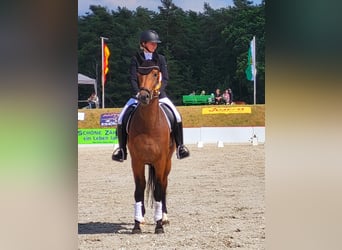 German Sport Horse, Gelding, 6 years, 16.3 hh, Brown