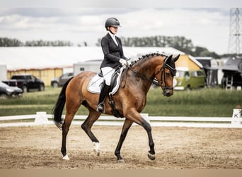 German Sport Horse, Gelding, 6 years, 16.3 hh, Brown