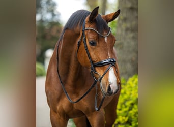 German Sport Horse, Gelding, 6 years, 16.3 hh, Brown