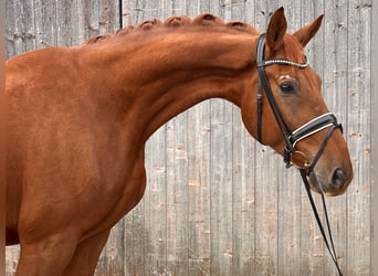 German Sport Horse, Gelding, 6 years, 16.3 hh, Chestnut-Red