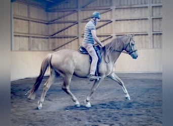 German Sport Horse, Gelding, 6 years, 16.3 hh, Chestnut-Red