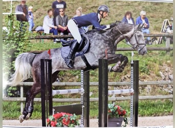 German Sport Horse, Gelding, 6 years, 16.3 hh, Grey-Fleabitten