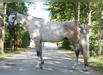 German Sport Horse, Gelding, 6 years, 16.3 hh, Grey