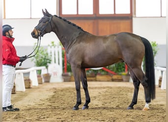 German Sport Horse, Gelding, 6 years, 16 hh, Bay-Dark