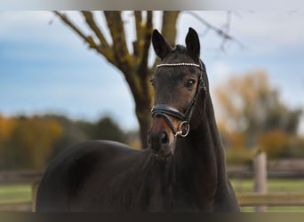 German Sport Horse, Gelding, 6 years, 16 hh, Bay-Dark