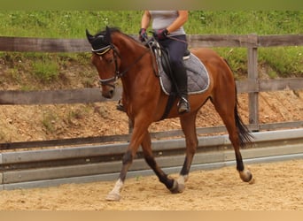 German Sport Horse, Gelding, 6 years, 16 hh, Brown