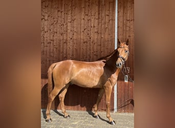German Sport Horse, Gelding, 6 years, 16 hh, Chestnut-Red