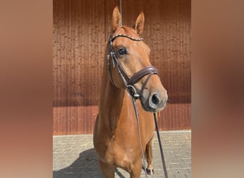 German Sport Horse, Gelding, 6 years, 16 hh, Chestnut-Red