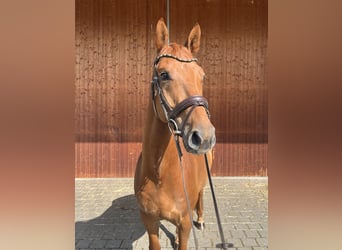 German Sport Horse, Gelding, 6 years, 16 hh, Chestnut-Red