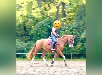 German Sport Horse, Gelding, 6 years, 16 hh, Chestnut-Red