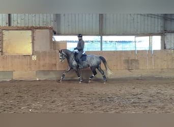 German Sport Horse, Gelding, 6 years, 16 hh