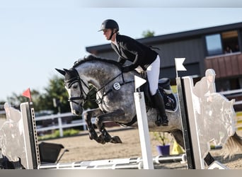 German Sport Horse, Gelding, 6 years, 16 hh, Grey