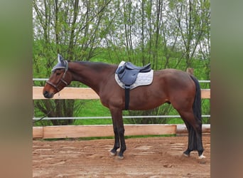 German Sport Horse, Gelding, 6 years, 16,1 hh, Brown