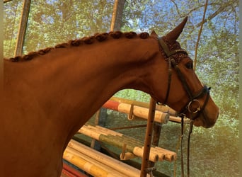 German Sport Horse, Gelding, 6 years, 16,1 hh, Chestnut-Red