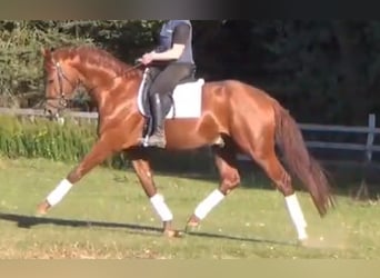 German Sport Horse, Gelding, 6 years, 16,1 hh