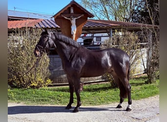 German Sport Horse, Gelding, 6 years, 16,2 hh, Bay-Dark
