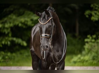 German Sport Horse, Gelding, 6 years, 16,2 hh, Black