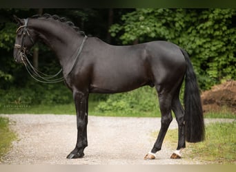 German Sport Horse, Gelding, 6 years, 16,2 hh, Black