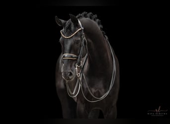 German Sport Horse, Gelding, 6 years, 16,2 hh, Black