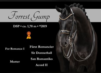 German Sport Horse, Gelding, 6 years, 16,2 hh, Black