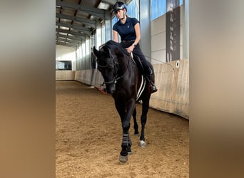 German Sport Horse, Gelding, 6 years, 16,2 hh, Black