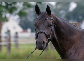 German Sport Horse, Gelding, 6 years, 16,2 hh, Black