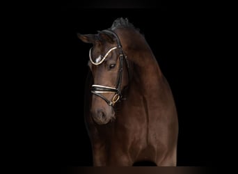 German Sport Horse, Gelding, 6 years, 16,2 hh, Brown