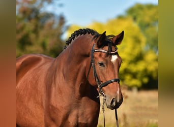German Sport Horse, Gelding, 6 years, 16,2 hh, Brown