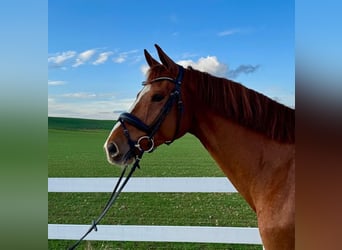 German Sport Horse, Gelding, 6 years, 16,2 hh, Chestnut-Red