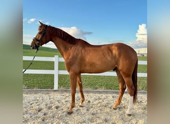 German Sport Horse, Gelding, 6 years, 16,2 hh, Chestnut-Red