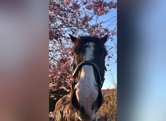 German Sport Horse, Gelding, 6 years, 16,2 hh, Smoky-Black