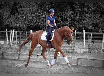 German Sport Horse, Gelding, 6 years, 16,3 hh, Chestnut-Red