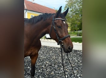 German Sport Horse, Gelding, 6 years, 17.1 hh, Brown