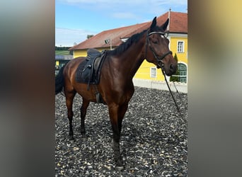German Sport Horse, Gelding, 6 years, 17.1 hh, Brown