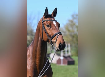 German Sport Horse, Gelding, 6 years, 17.1 hh, Brown