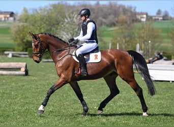 German Sport Horse, Gelding, 6 years, 17.1 hh, Brown