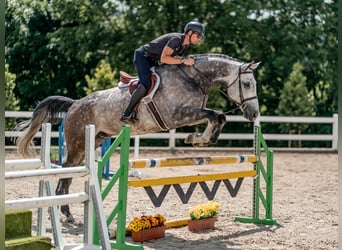 German Sport Horse, Gelding, 6 years, 17.1 hh, Gray