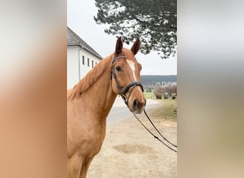German Sport Horse, Gelding, 6 years, 17.2 hh, Chestnut-Red