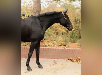 German Sport Horse, Gelding, 6 years, 17,2 hh, Smoky-Black