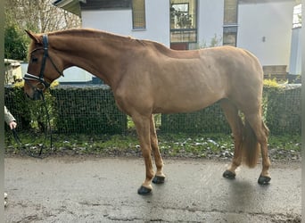 German Sport Horse, Gelding, 6 years, 17,3 hh