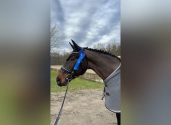 German Sport Horse, Gelding, 6 years, 17 hh, Bay-Dark