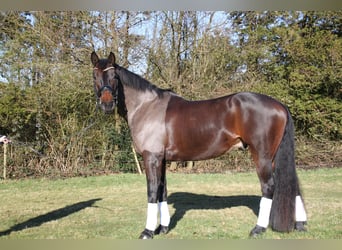 German Sport Horse, Gelding, 6 years, 17 hh, Bay-Dark