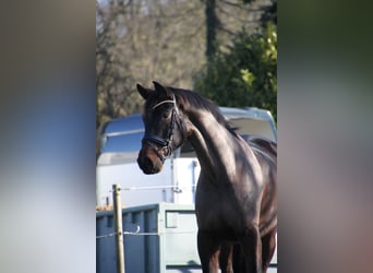 German Sport Horse, Gelding, 6 years, 17 hh, Bay-Dark