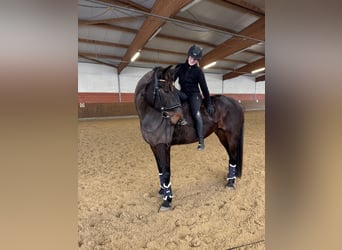 German Sport Horse, Gelding, 6 years, 17 hh, Bay-Dark