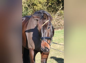 German Sport Horse, Gelding, 6 years, 17 hh, Bay-Dark