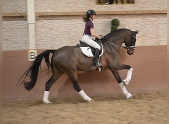German Sport Horse, Gelding, 6 years, 17 hh, Bay-Dark
