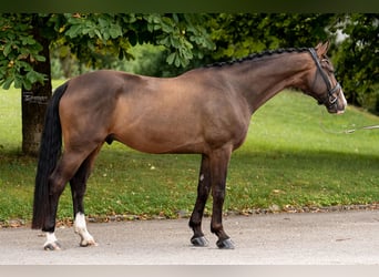 German Sport Horse, Gelding, 6 years, 17 hh, Bay-Dark