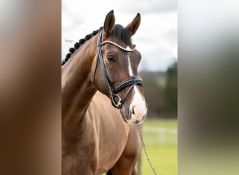 German Sport Horse, Gelding, 6 years, 17 hh, Bay-Dark